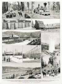 "Lumbering" in California. - Antique View from 1885