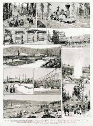 "Lumbering" in California. - Antique View from 1885