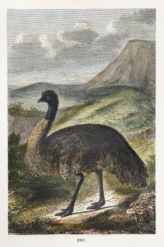 Emu. Australian