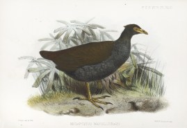 Megapodius macgillivray General