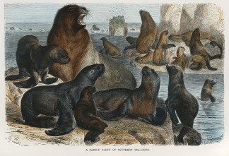 A Family Party of Southern Sea-Lions. Australian - General
