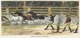 Lassoing Colts for Branding General - Australiana