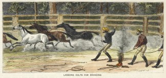 Lassoing Colts for Branding Australiana (General)