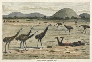 A Native Black Stalking Emeu. sic First Nations History