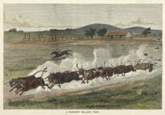 A Runaway Bullock Team Australiana (General)
