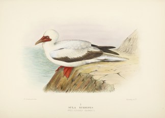 Sula Rubripes  ( Red-Legged Gannet). Australian