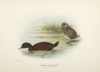 Oxyura Australis. (Blue-billed Duck) Australian