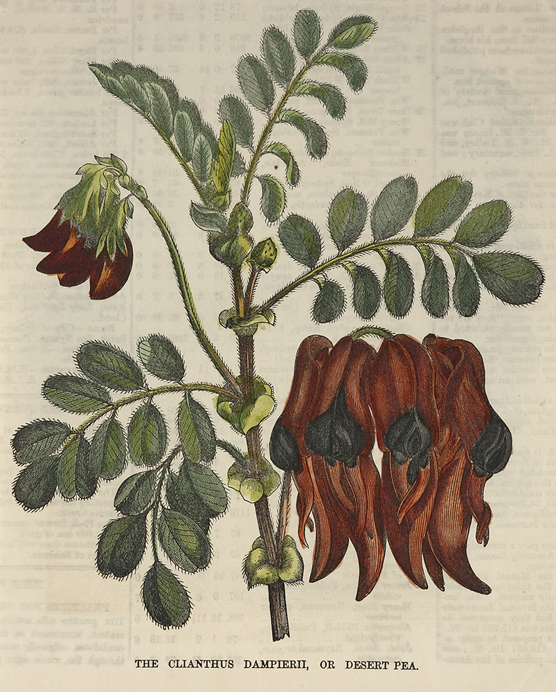 The Clianthus Dampierii or Desert Pea. - Antique Print from 1864