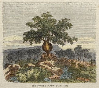 The Pitcher Plant. Australian - General