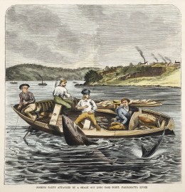 Fishing Party Attacked by a Shark off Long Nose Po… NSW - Sydney