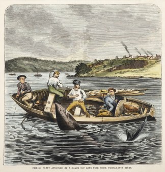 Fishing Party Attacked by a Shark off Lo… Sydney