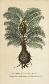 Fern Pine of New South Wales. Australian - General