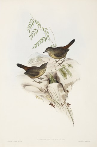 Sericornis Humilis: Gould Australian