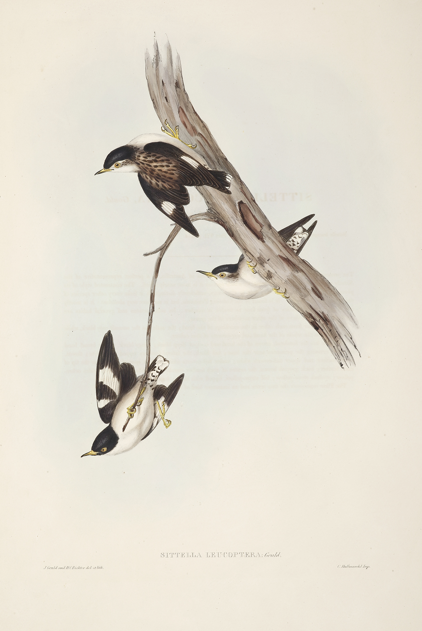 Sittella Leucoptera: Gould - Antique Print from 1848
