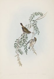Acanthiza Diemensis: Gould