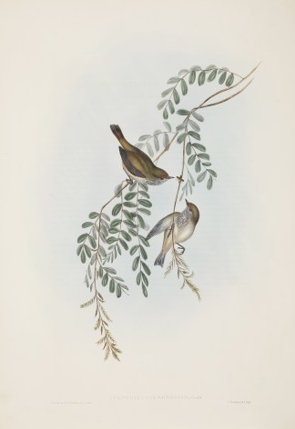 Acanthiza Diemensis: Gould Australian