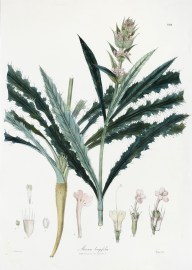 Morina longifolia World - Nonindigenous General