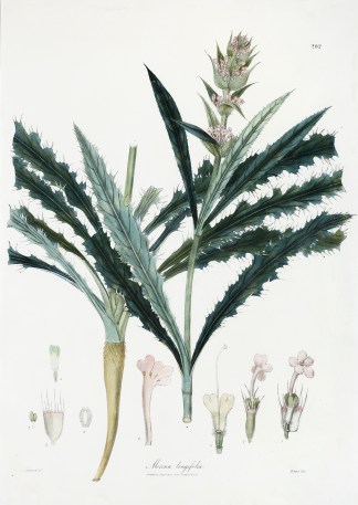 Morina longifolia BOTANICALS