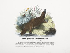 Das Gemeine Schnabeltier (Ornithorynchus paradoxus… Australian - General