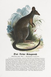Das Fleine Kanguruh – Long Nosed Potoro Australian - General