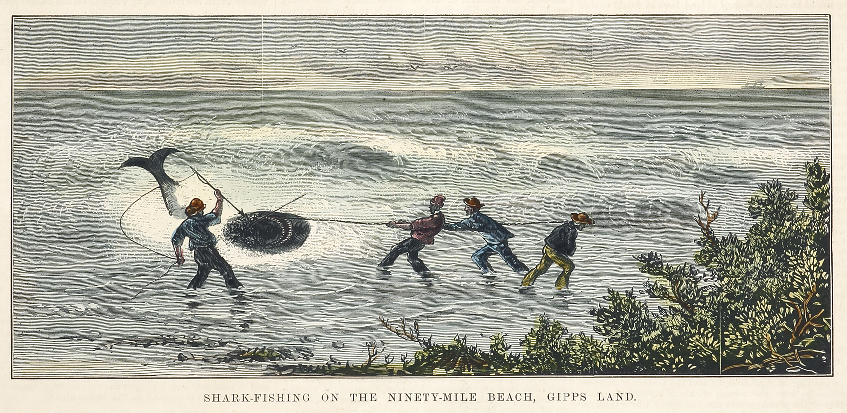 Shark-Fishing on the Ninety-mile Beach, Gipps Land. - Antique View from 1878