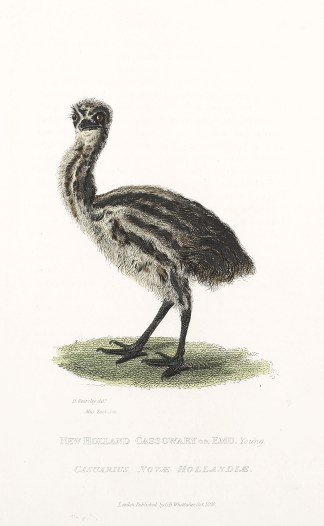 New Holland Cassowary or Emu. Young Australian