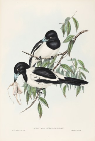 Cracticus nigrogularis: Gould. Australian