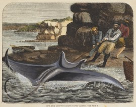 Devil Fish recently Caught in Port Jackson. ANIMALS