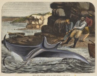 Devil Fish recently Caught in Port Jacks… Fish & Marine Life