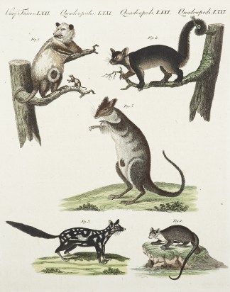 fig. 1. Das Virginfische Beutelthier; fi… Australian - General