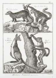 [Kangaroo Histoire Naturele, Quarupeds.] Australian - General