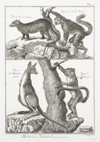 [Kangaroo Histoire Naturele, Quarupeds.] Australian - General