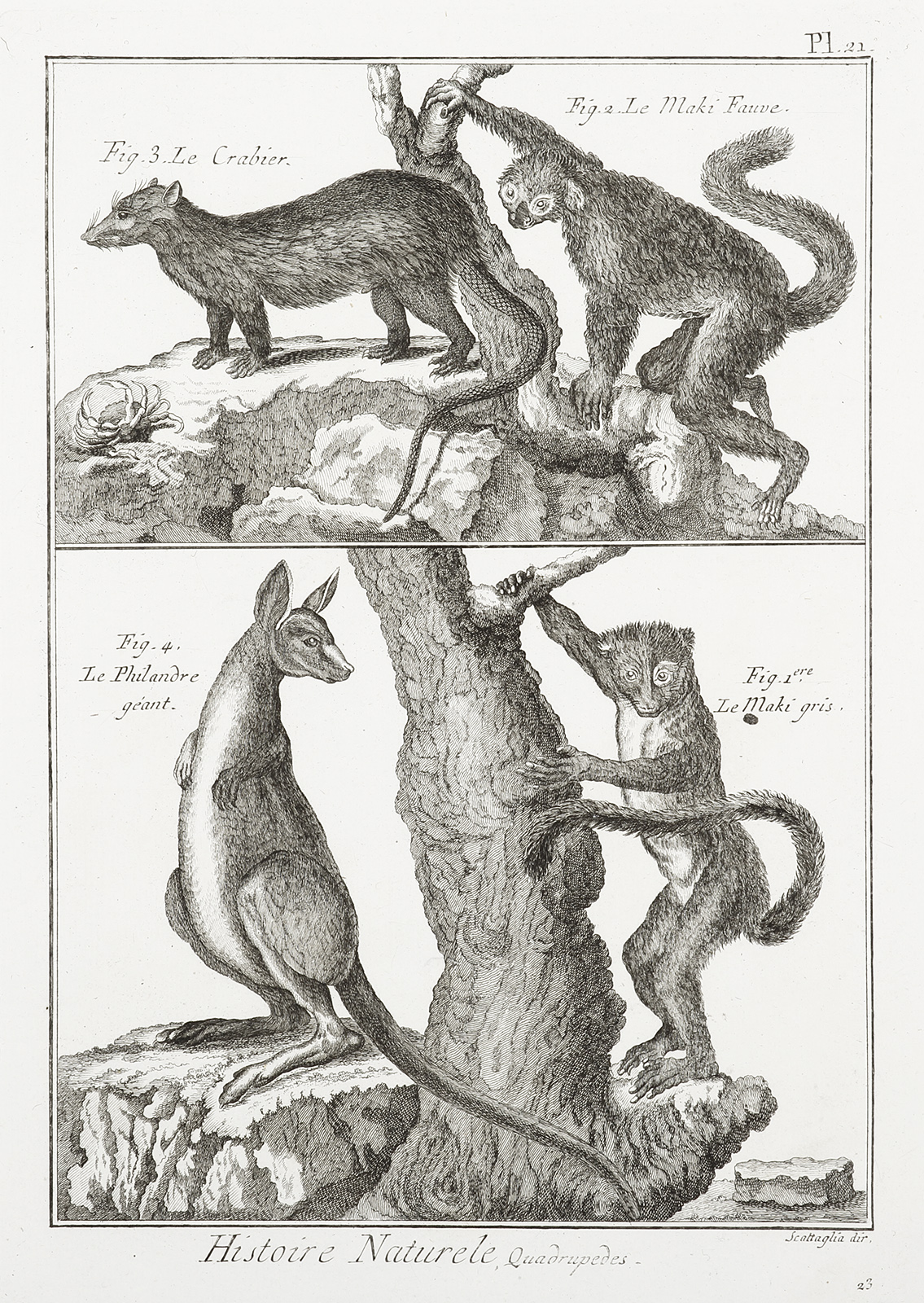 [Kangaroo Histoire Naturele, Quarupeds.] - Antique Print from 1782
