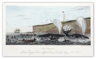 Bay Whaling off the Boyd Town Light Hous… Regional