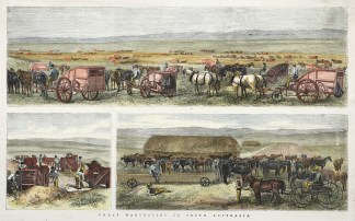 Wheat Harvesting in South Australia. Regional