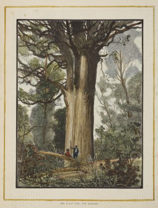 The kauri pine, New Zealand. BOTANICALS