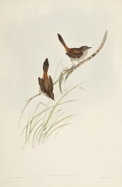 Hylacola Pyrrhopygia: