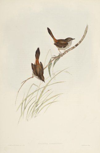 Hylacola Pyrrhopygia: Australian