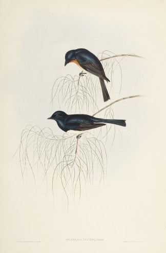 Myiagra Nitida: Gould Australian