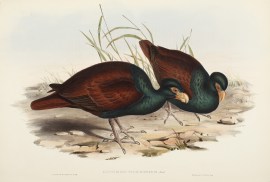 Gnathodon Strigirostris: Jard.