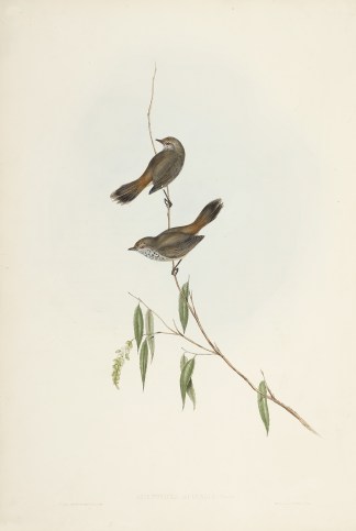 Acanthiza apicalis: Gould Australian