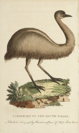 Cassowary of New South Wales.