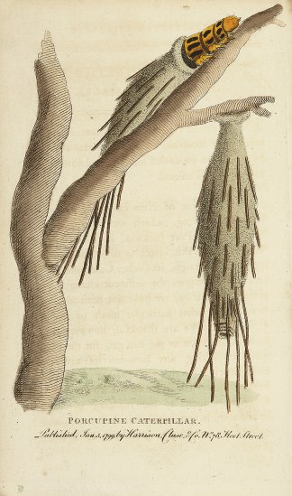 Porcupine Caterpillar. Insects & Arachnids