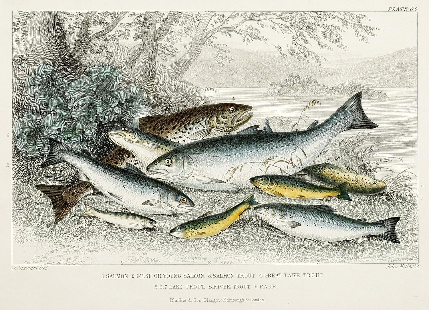 1. Salmon 2. Gilse or Young Salmon 3. Salmon Trout & Great Lake Trout