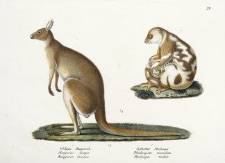 Wolliger Kenguruh, Kangurus langiger, Ka… Australian - General