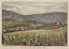 Hop Plantation, New Norfolk, Tasmania.