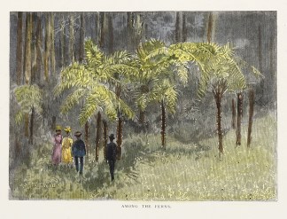Among the Ferns. Australian - General