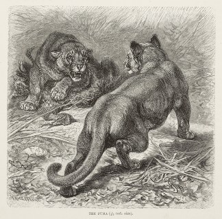 The Puma General / Global