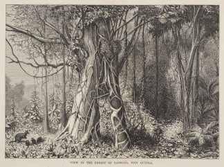 View in the Forest of Saobaba, New Guine… PACIFIC View in the Forest of Saobaba, New Guine… PACIFIC