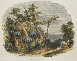 Scene on the Blue Mountains. NSW - Country Scene on the Blue Mountains.